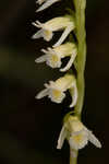 Florida lady's tresses